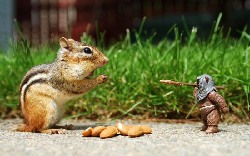art, toy, star, x, wars, animals, 720P, furry, space, nuts, ewok, hd, chipmunks, stars, Star Wars