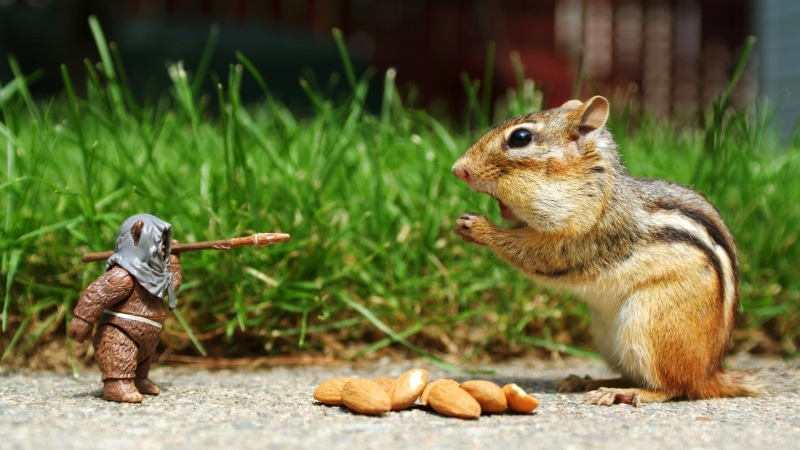 squirrel, 1080P, Ewok, eating, day, mammal, food, animal themes, grass, chipmunk, Chipmunks, holding, land, Star Wars, no people, focus on foreground