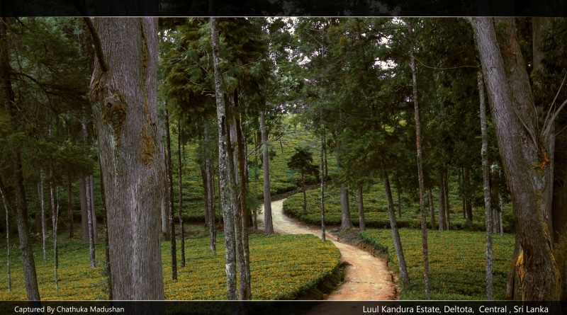 growth, scenics - nature, the way forward, tree, green color, tranquil scene, beauty in nature, Asia, tranquility, lanka, no people, land, tea, tree trunk