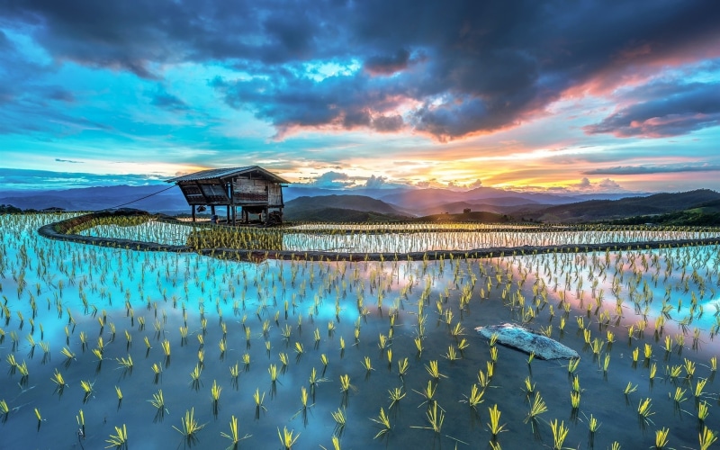 Rice, Plantation, Scenery, Hut, Farm, 1080P, Beautiful, Asia