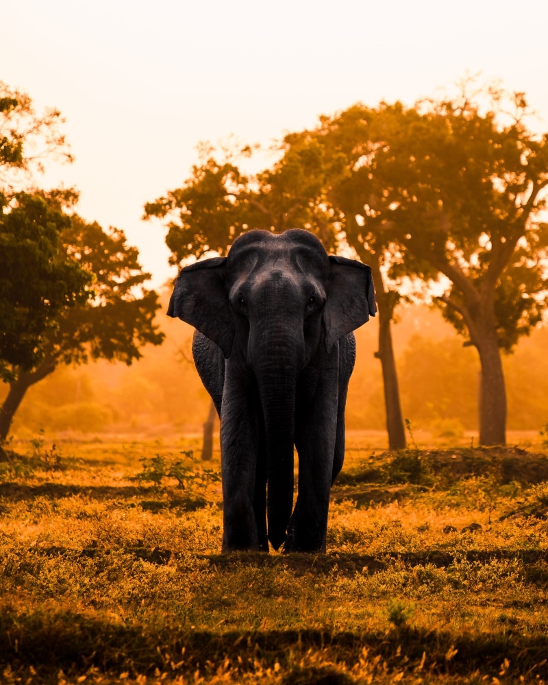 leg, savannah, animals In The Wild, elephant, animal Trunk, tusk, orange, large, landscape, soil, sri, grass, plain, tropical Rainforest, strength, 4K