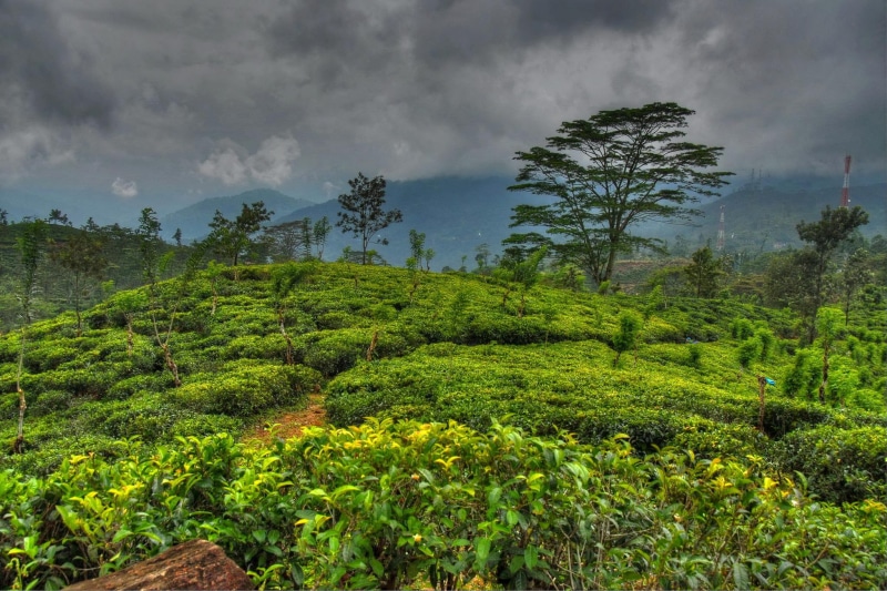 lanka, 1080P, nature, tropics, sri, scenery, sky