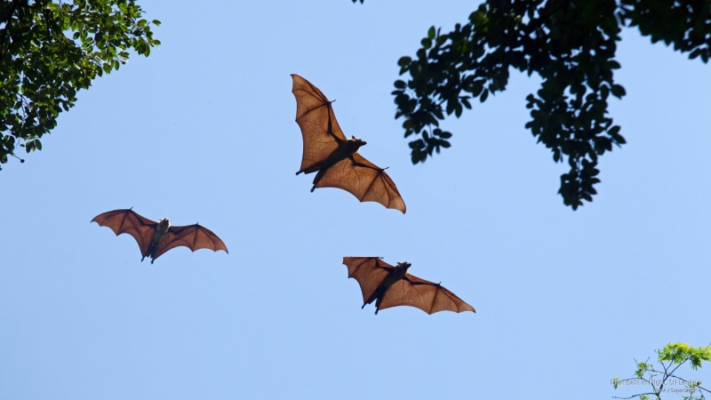 flight, lanka, fruit, Animals, sri, bats, 2K