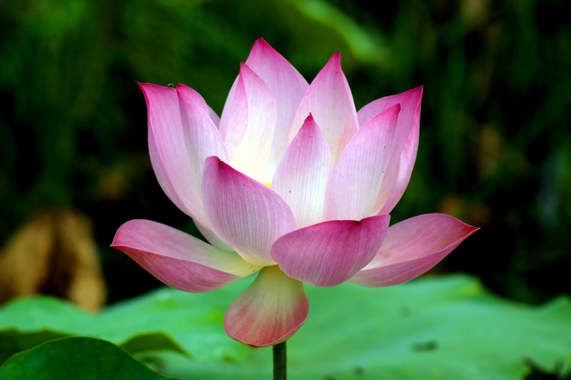 flickr, Lotus flower, water  lily, selective, cc, Siemreab, jpg  jpeg, 4K, nature, focus, pond, image, Angkor, Bild, colour, botany, beauty In Nature