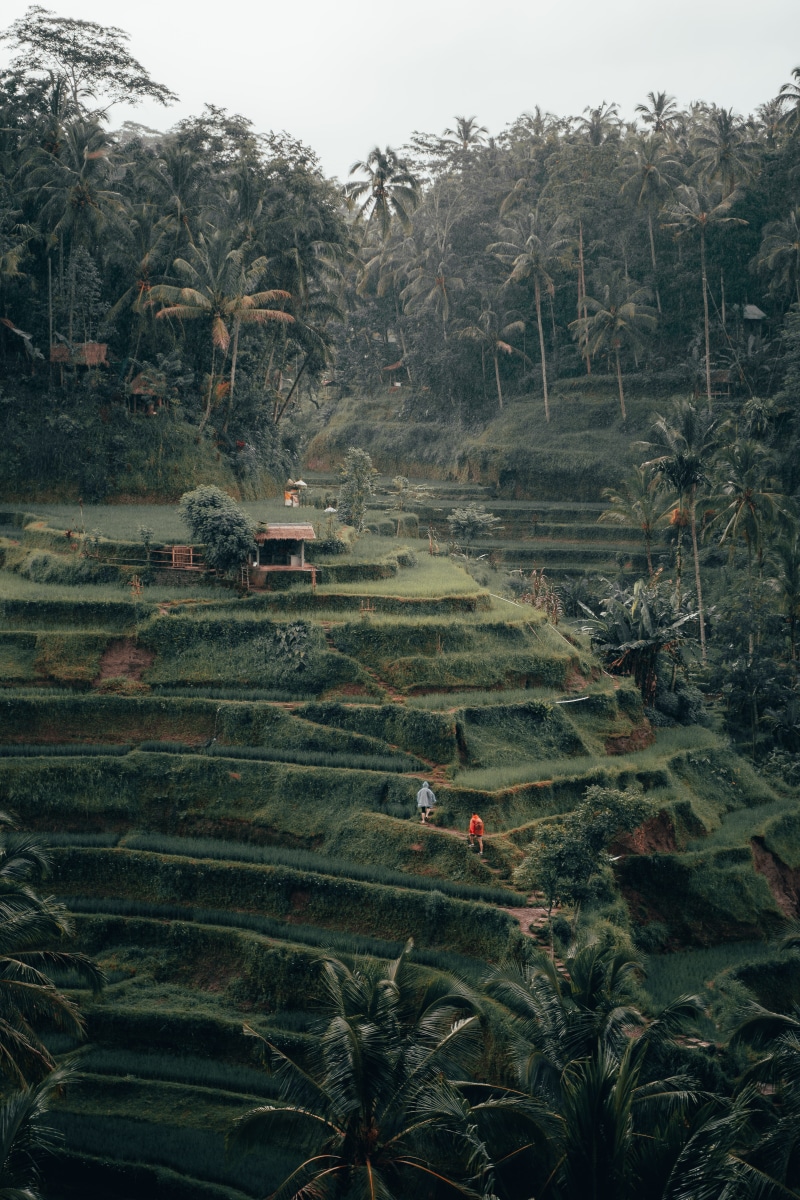 island, day, green color, panoramic, grassland, outdoors, beauty in nature, scenery, bali, 5K, plant, asia, tranquility, land, landscape, environment