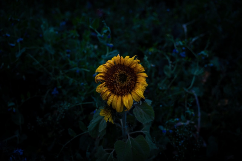 yellow, no people, pollen, inflorescence, dying, 5K, flower head, petal, growth, droopy, focus on foreground, plant, flower, close-up, wilting, dark, vulnerability
