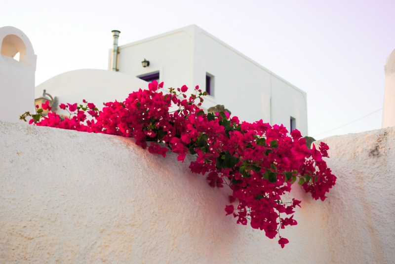 caldera, village, pink color, greek, cyclades, culture, vacation, flower, flowering plant, nature, fragility, mediterranean, Islands, outdoors, day, Greece
