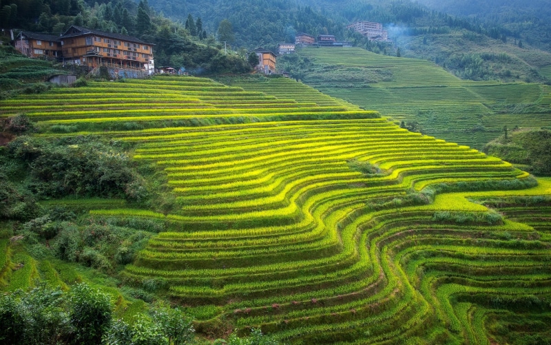 rural scene, terraces, Guangxi, plantation, green color, field, crop, rice paddy, no people, terraced field, landscape, beauty in nature, rice, China, scenics - nature