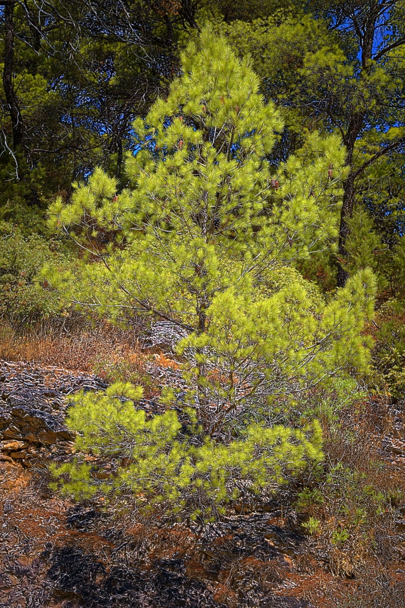 croatia, tranquility, environment, tranquil scene, outdoors, europe, tree, karst, green color, 1080P, small, pine, growth, foliage, plant, no people, idyllic