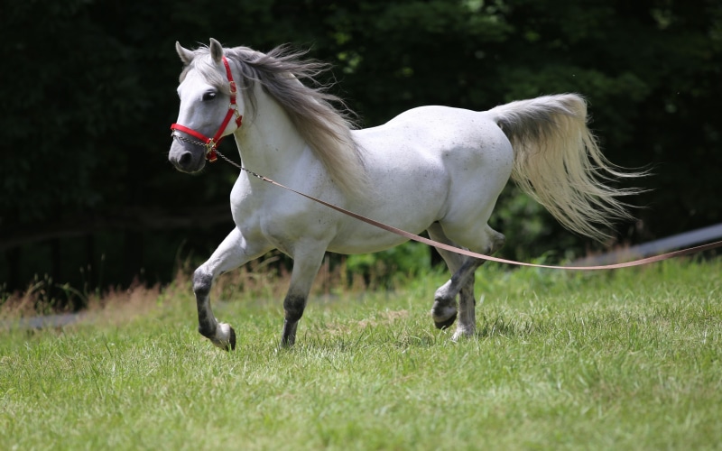 slovenian, bred, white color, monarchy, field, lipizzaner, one animal, pets, herbivorous, member, habsburg, domestic, working animal, horses, horse, lipicanec