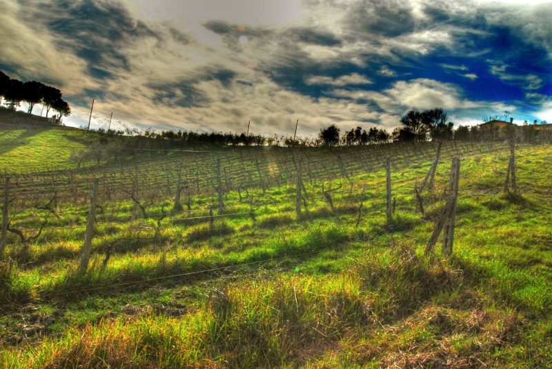 tree, farm, land, sun  cloud, grass field, grape, growth, landscaped, primavera, vine, italy, green, campagna, grass, rural Scene, spring, 20mm, nikon d80