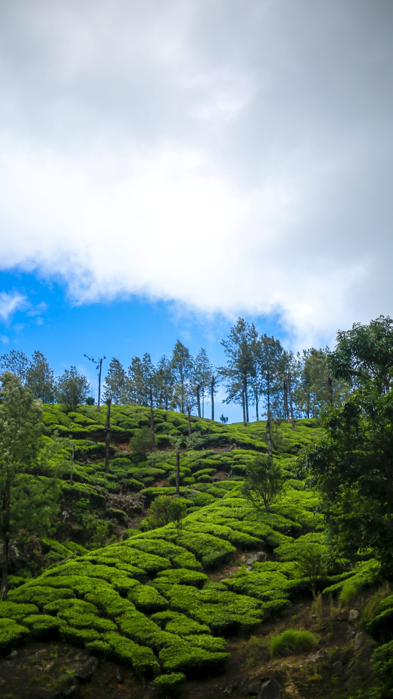 no people, tranquil scene, beauty in nature, outdoor, tea crop, plant, field, plantation, kerala, scenics - nature, day, mountain, lush foliage, travel