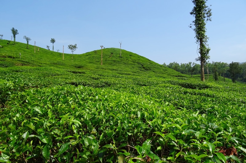 tree, karnataka, rural scene, 2K, day, Plant, vine, land, beauty in nature, shree ganga, environment, scenics - nature, agriculture, growth, green color