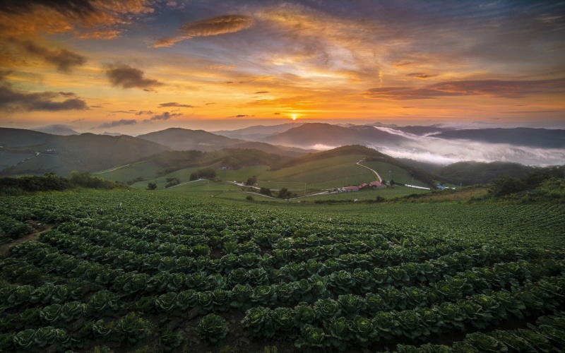 beauty in nature, summer, farm, no people, land, outdoors, hills, field, sun, mist, sunset, 1080P, growth, food and drink, sky, scenics - nature, plantation