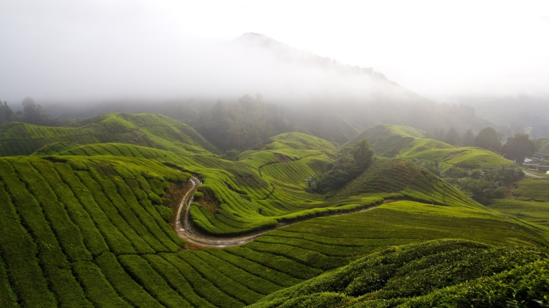 land, plantation, scenics - nature, outdoors, tea crop, plant, sky, field, no people, 4K, landscape, morning, beauty in nature, crop, tranquility, environment