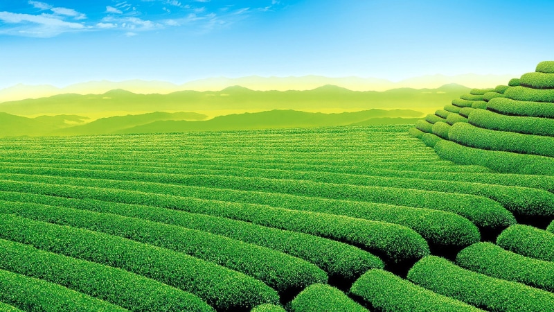 environment, green, 1080P, land, nature, tranquility, scenics - nature, beauty in nature, agriculture, outdoors, crop, tea, tranquil scene, plant, rural scene