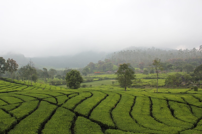 plant, tranquil scene, crop, fog, tea crop, plantation, agriculture, beauty in nature, landscape, tranquility, rural scene, land, nature, tree, outdoors