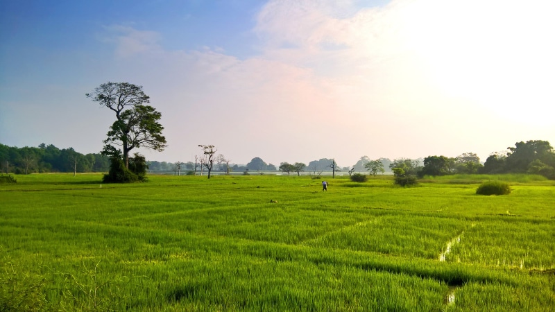 no people, rural scene, field, tree, 4K, gardening, farm, agriculture, seeds, cloud - sky, tea crop, tranquility, green color, sky, growth, outdoors, land