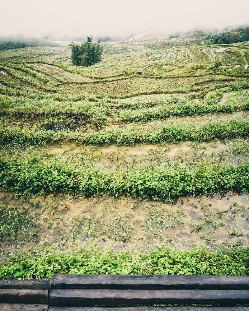 rice paddies, outdoors, sky, tranquil scene, land, agriculture, no people, rural scene, scenics - nature, plant, environment, crop, green color, sa pa