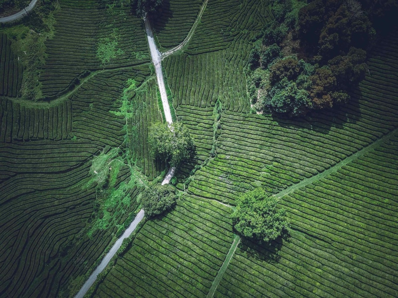 rice - Cereal Plant, village, aerial, vietnam, woodland, travel, cultures, texture, tree, looking down, landscape, green Color, mountain, outdoors, plant