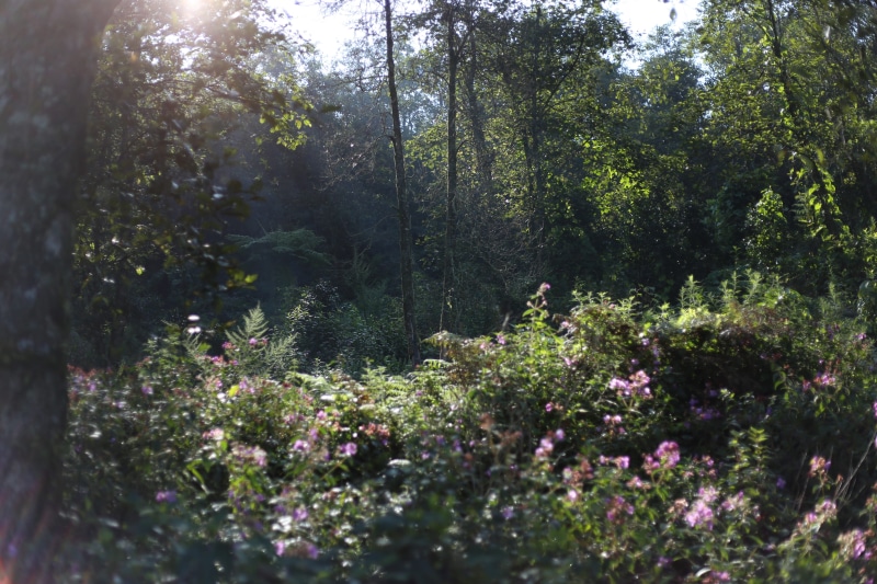 flare, fragility, vietnam, no people, hiking, growth, nature, plant, jungle, rain forest, 5K, outdoors, selective focus, sapa, flowering plant, forest