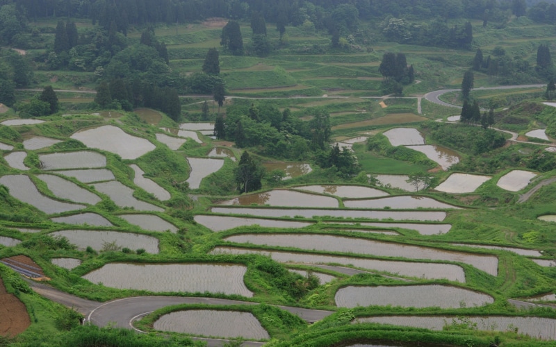 high angle view, plantation, herbs, environment, vietnam, hill, scenics - nature, asia, 2K, tree, sa Pa, cultures, rice - Cereal Plant, hedge, landscaped