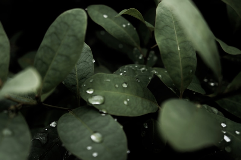 close-up, drop, green color, foliage, nature, wet, leaf, freshness, photography, water, woodland, outdoors, sa, raindrop, dew, pa, no people, growth, fragility