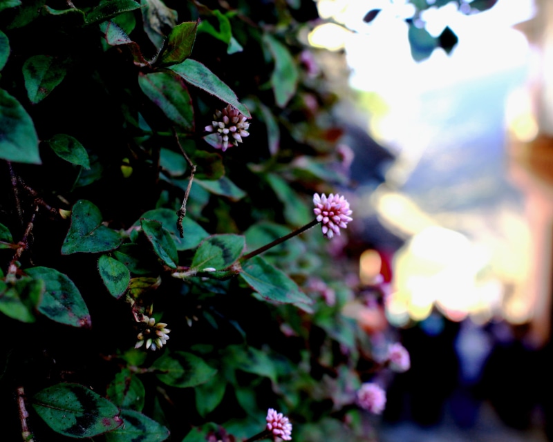 sa pa, plant part, growth, day, nature, vulnerability, vietnam, outdoors, beauty in nature, close-up, flowering plant, flower, flower head, 4K, no people