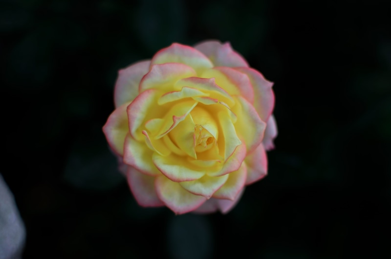 petal, plant, growth, freshness, macro, yellow, springtime, no people, nature, fragility, rose - flower, vietnam, sa pa, outdoors, 4K, inflorescence, rose