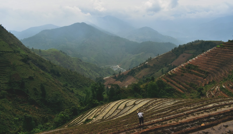 trek, sapa, agriculture, tranquility, vietnam, nature, rice, non-urban scene, field, rural scene, tranquil scene, mountain, cloud - sky, outdoors, plant