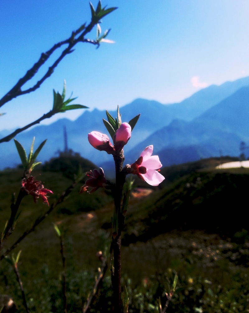 growth, freshness, flowering plant, vietnam, fragility, flower head, sky, cherry blossom, nature, petal, pink, inflorescence, close-up, space, day, tt. sa pa