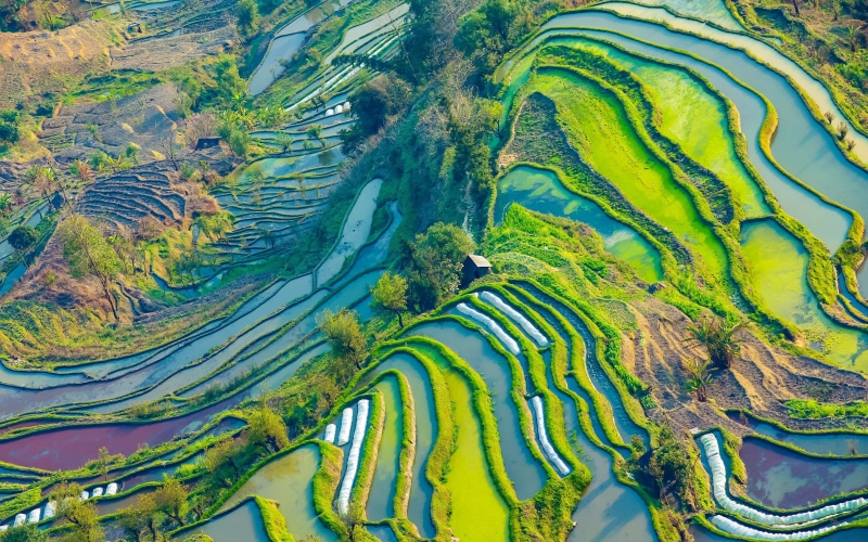 growth, agriculture, water, pattern, tranquil scene, beauty in nature, scenery, terraced field, plant, photography, day, aerial, 4K, tranquility, environment