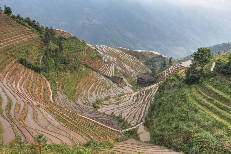 nature, tree, terrace, rice, terraced field, day, 5K, outdoors, environment, china, rural scene, mountain, plantation, green color, terraces, no people