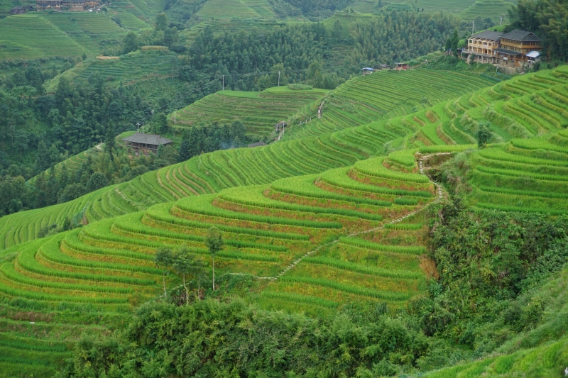 terraces, land, plantation, rural scene, green, vegetation, field, rice - cereal plant, landscape, growth, 5K, gardening, rice paddy, green color, beauty in nature