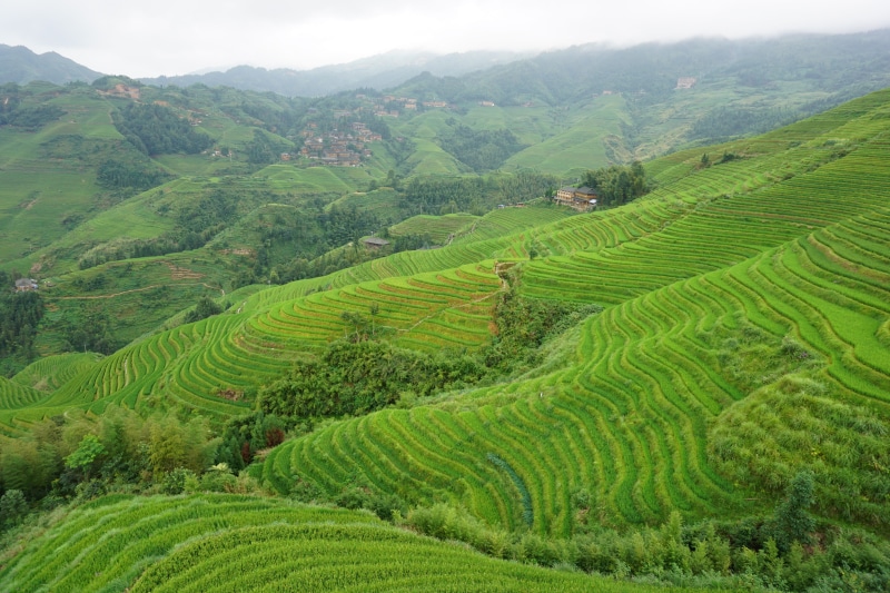landscape, plantation, rice paddy, land, plant, terraced field, tranquility, growth, farm, green color, agriculture, green, rural scene, 5K, environment