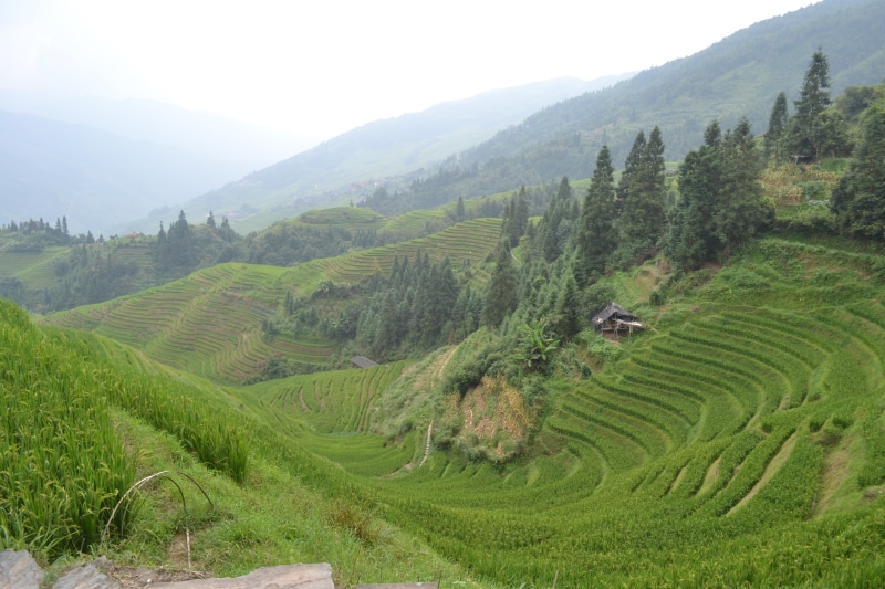 plantation, china, rural scene, rice paddies, rice - cereal plant, outdoors, beauty in nature, 4K, rice, scenics - nature, farm, mountain, plant, landscape