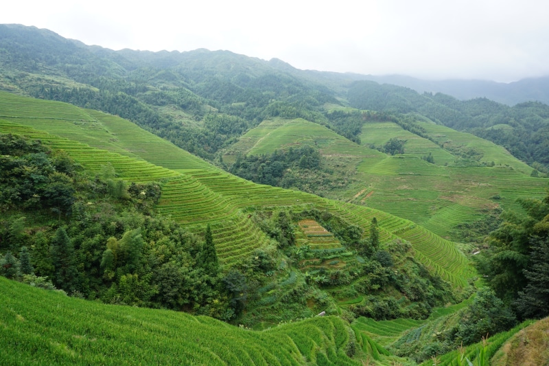 longsheng, landscape, rolling landscape, field, green, growth, green color, vegetation, agriculture, foliage, nature, mountain, scenics - nature, crop