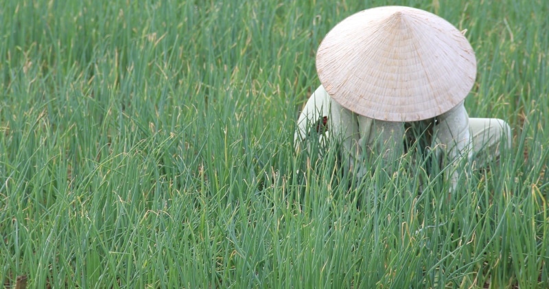 clothing, summer, land, green Color, crop, grass, day, agriculture, hat, Rice Fields, occupation, rural scene, landscape, plant, farmer, asian style conical hat