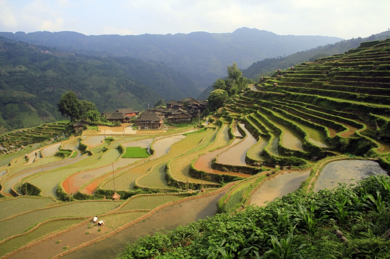 bali, agriculture, field, landscape, hill, 5K, rice - Cereal Plant, environment, mountain, plant, green color, growth, scenics, green, rural Scene, rice Paddy