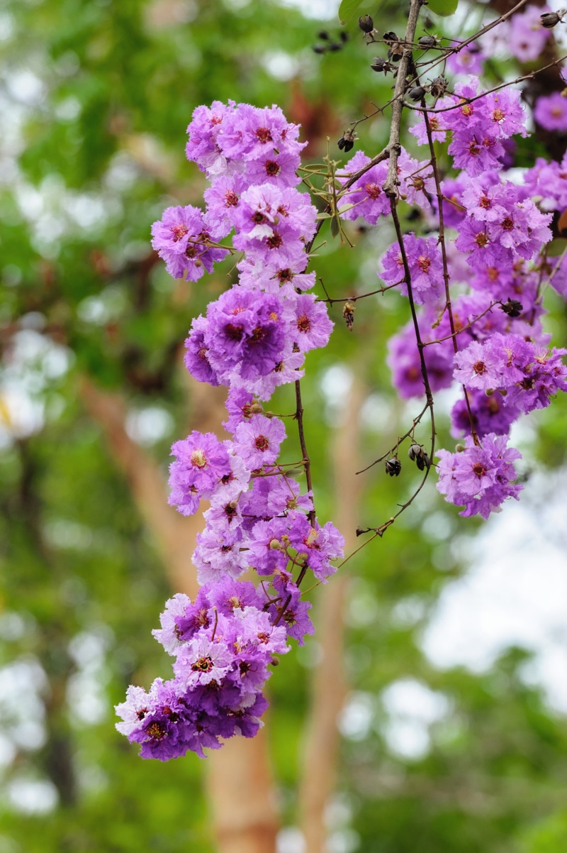 selective, horizontal, sunlight, 4K, outside, animal, pink, flower, animals in the wild, focus, sweet, natural, no people, growth, green, flowering plant