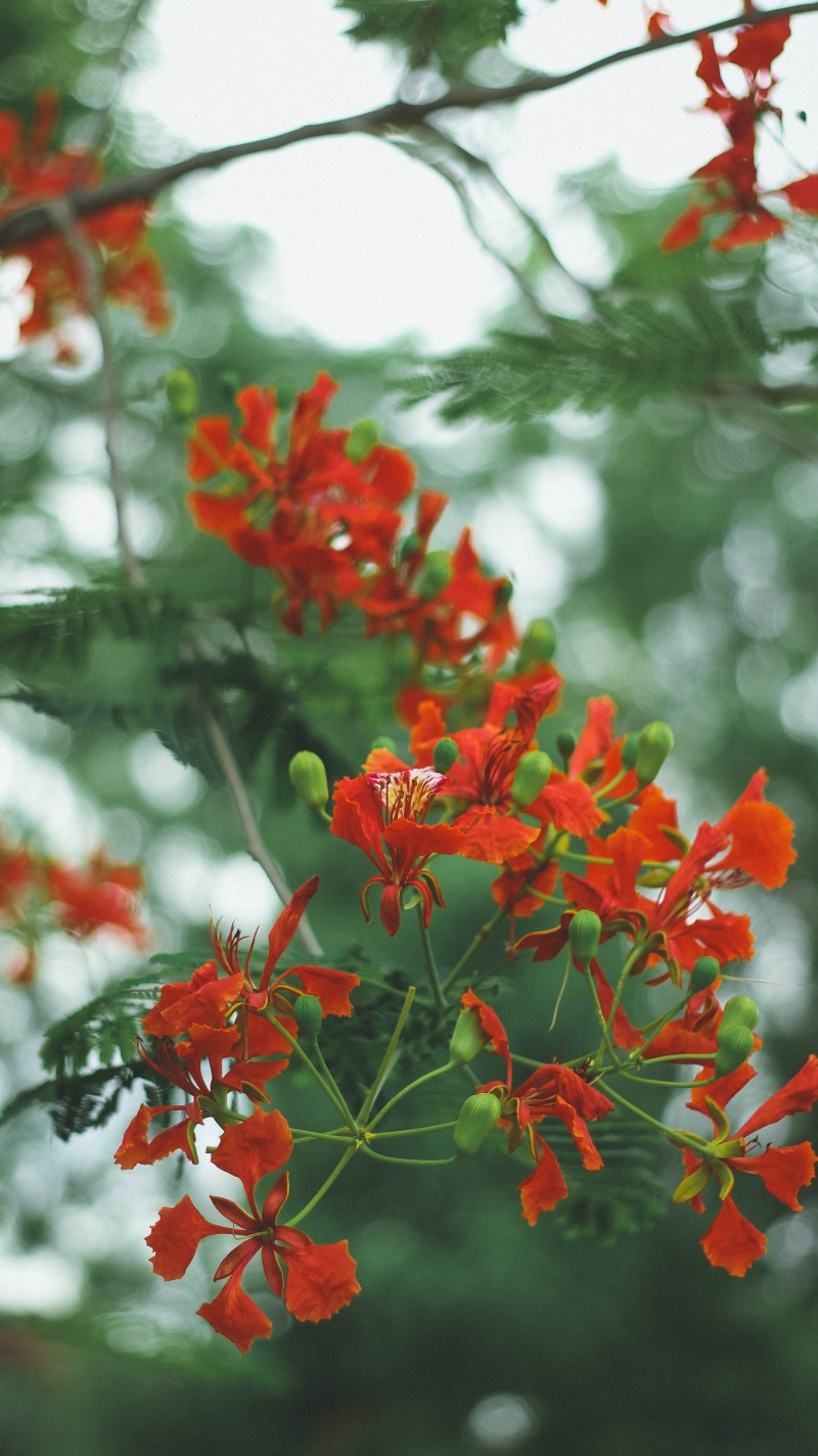 fragility, flower, india, beauty, plant part, growth, freshness, leaf, vulnerability, love, green, plant, close-up, beauty in nature, petal, no people