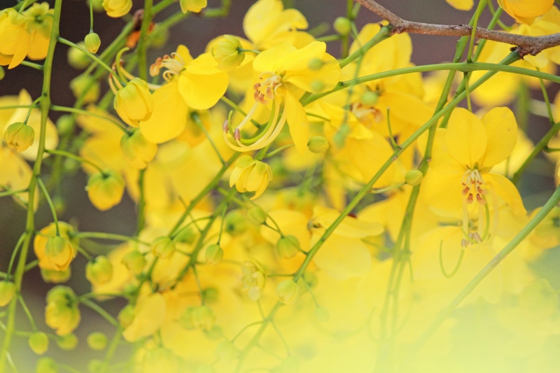cassia fistula, nature, springtime, cassia, indian festival, fragility, flowering plant, outdoors, trip, no people, vulnerability, inflorescence, 5K, vishu