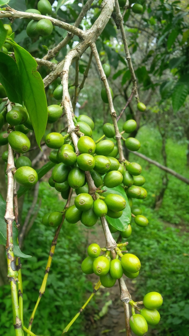 no people, food and drink, coffee, close-up, plant, beauty in nature, plant part, green, food, leaf, focus on foreground, day, freshness, munnar, tree
