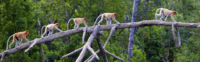 Sabah, Borneo, Monkeys, Malaysia, Proboscis, 4K