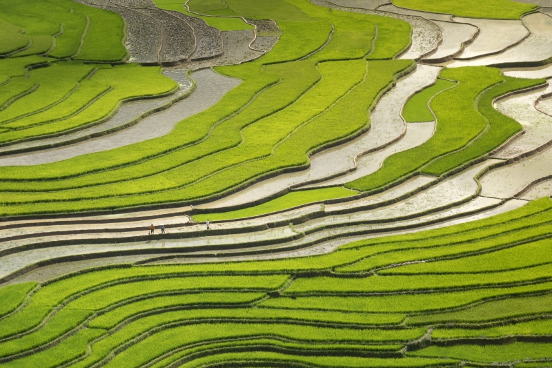 green color, beauty in nature, 5K, rural scene, field, agriculture, travel, silk, pour water, the valley, full frame, farmer, harvest, farm, rice, minority
