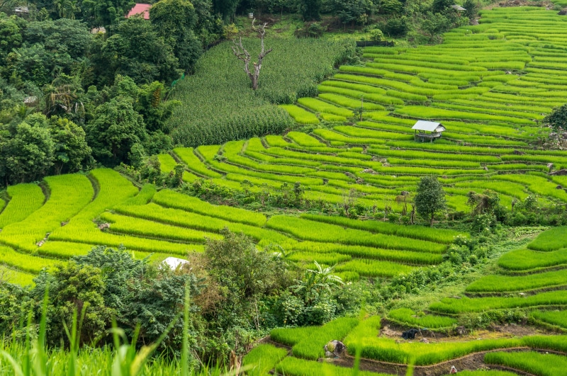 plantation, tree, growth, 4K, beauty in nature, rice, scenics - nature, crop, land, field, rural scene, Thailand, agriculture, Rice Field, no people, plant