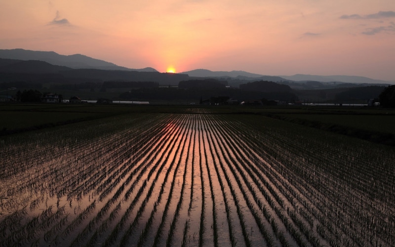 rice paddy, sunset, 1080P, hills, landscape, field