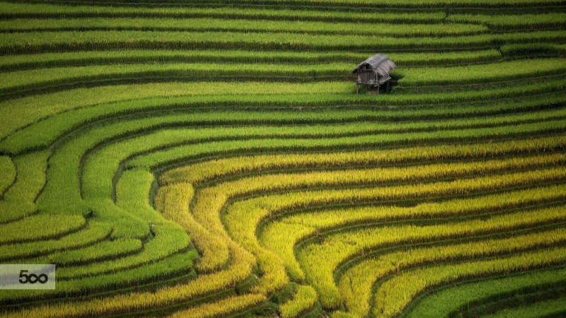 rural scene, valley, agriculture, gardening, plant, rice - cereal plant, land, farm, social issues, environment, farmer, rice - food staple, 1080P, crop