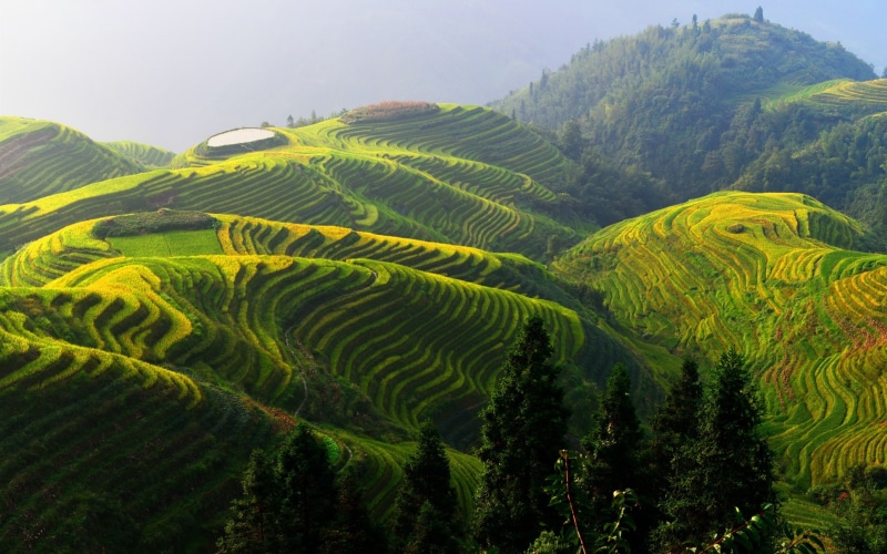 Terraces, China, Rice, Countryside, Longji, 2K, Beautiful