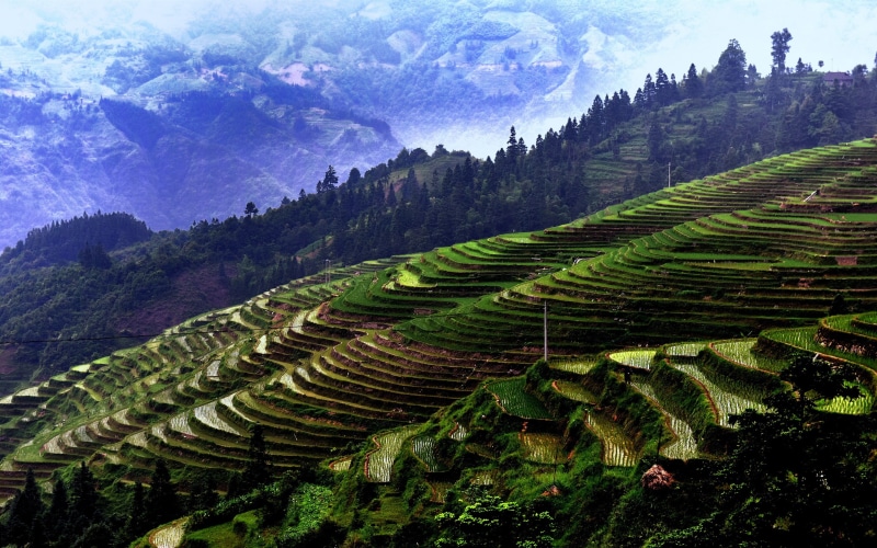 Fields, Mountains, Terraces, Trees, Jiaban, China, Guizhou, 2K